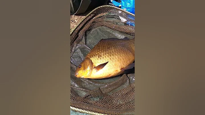 Crucian Carp Angling - DayDayNews