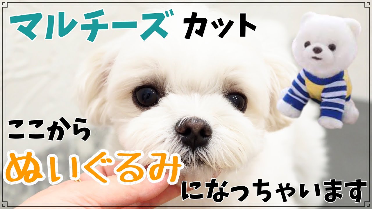 トリミング マルチーズカット ぬいぐるみに変身 Youtube