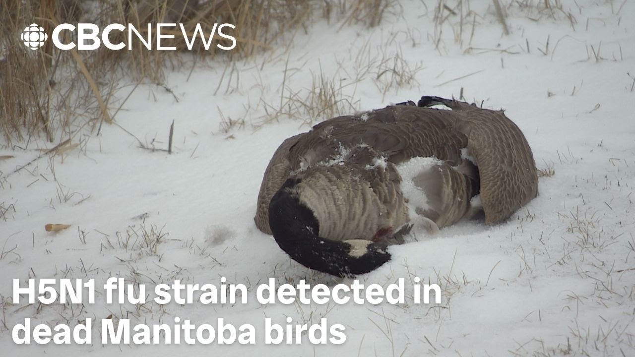 H5N1 flu strain detected in hundreds of dead Manitoba birds - YouTube