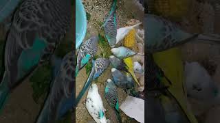 Budgie Birds Feeding Video #Viral #Shorts