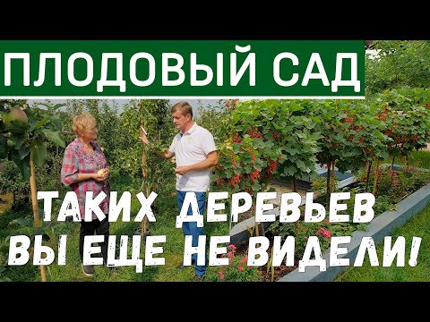 Видео: Выращивание фруктов на небольших кустах – уход за миниатюрными фруктовыми кустами