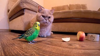 Попугай и кот после вкусного обеда. Cat and parrot.