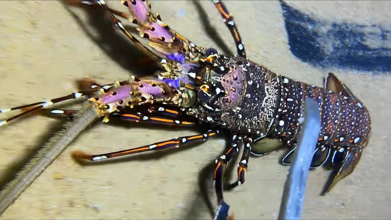 Diving under the sea to catch eels, crabs and sea cucumbers | Part 70-1