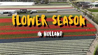 Flower Season in Netherland