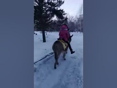 катаюсь на ослике 23.01.2021 - YouTube