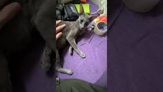 Беременная кошка показывает свой большой животик