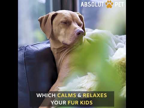 absolut pet bed