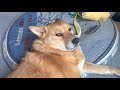 ウトウトしてるオイヌ様(雑種犬)