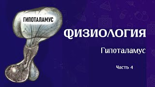 видео: Как регулируется ВСЁ | Физиология гипоталамуса (часть 4) картинка: Как регулируется ВСЁ | Физиология гипоталамуса (часть 4)