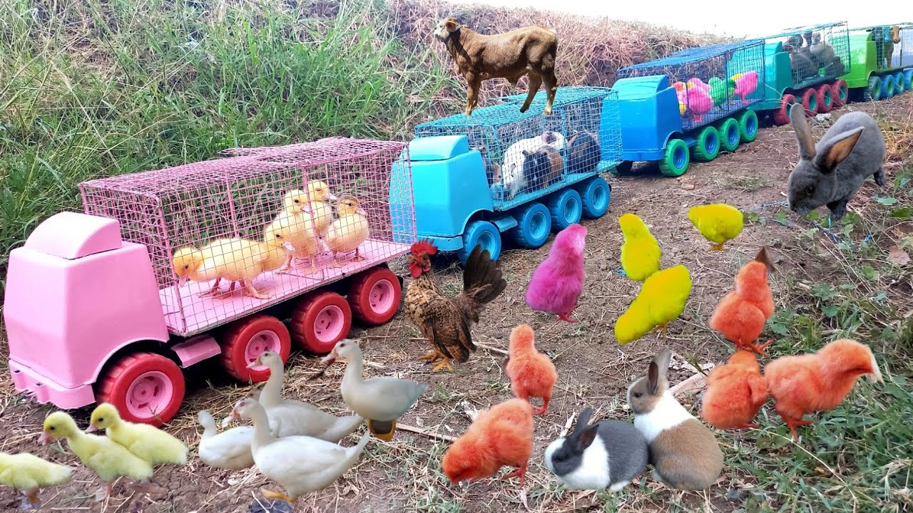 Waaow Mantull....?? Truk Gandeng Angkut Induk Sapi Warna Warni, Bebek, Itik, Kelinci lucu, Marmut
