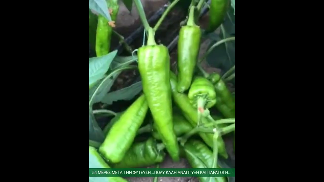 ΣΕ 6' ΛΕΠΤΑ ΟΛΑ ΤΑ ΣΤΑΔΙΑ ΚΑΛΛΙΕΡΓΕΙΑΣ ΠΙΠΕΡΙΑΣ ΜΕΓΑΛΩΜΕΝΗ ΣΕ ΑΤΤΑΠΟΥΛΓΙΤΗ,ΠΕΡΛΙΤΗ,ΟΡΓΑΝΙΚΗ ΛΙΠΑΝΣΗ.