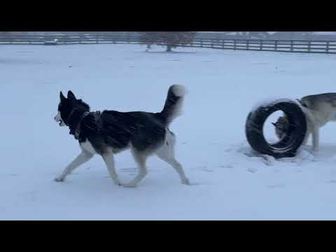 Nyx's First Time At Dog Park With Thor