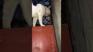 Real cat fight এক বধু দুই স্বামী #viral #cat #catlover #mycat #catsounds