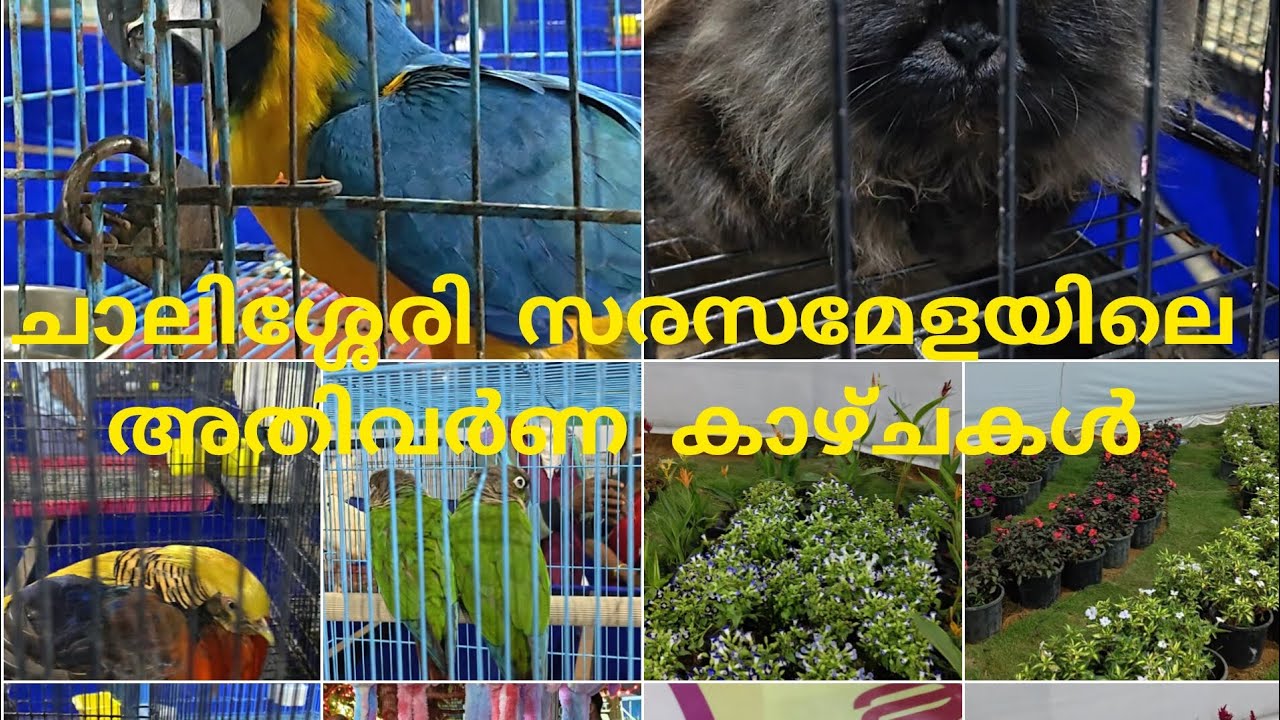 കുടുംബശ്രീ സരസമേള 2026😍ചാലിശ്ശേരി 