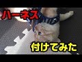 56nyanのハーネスでゴロにゃん