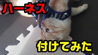 56nyanのハーネスでゴロにゃん