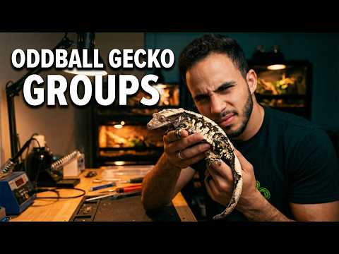 Our Most Unique Gecko Breeding Groups for 2026