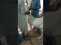Today is my first vlog,Isme hum discuss karen ge mandi ke bari Ma 🐑🐐 #youtuberlife #youtubevlogger