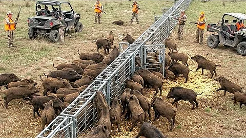 6.7 Million Wild Boars Are Destroying American Farms — And No One Can Stop Them