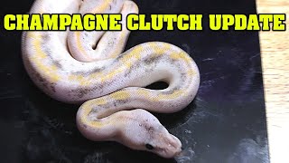 Clutch UPDATE  NOT A SINGLE NORMAL!