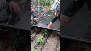 Plastic Mulch Installation for Young Crops 🌱🖤 | Modern Farming Techniques | My Agriculture Life