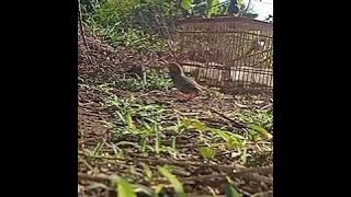 Memikat burung prenjak yg tau letak jebakan/pulut