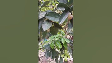 Kinh nghiệm chăm sóc khi bưởi diễn ra hoa đậu quả #bưởi_diễn #bưởi #amthuc