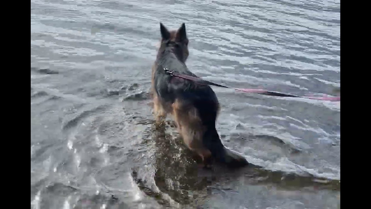 Dog's first swim in the river 