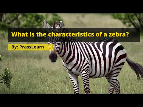 Zebra Personality Characteristics
