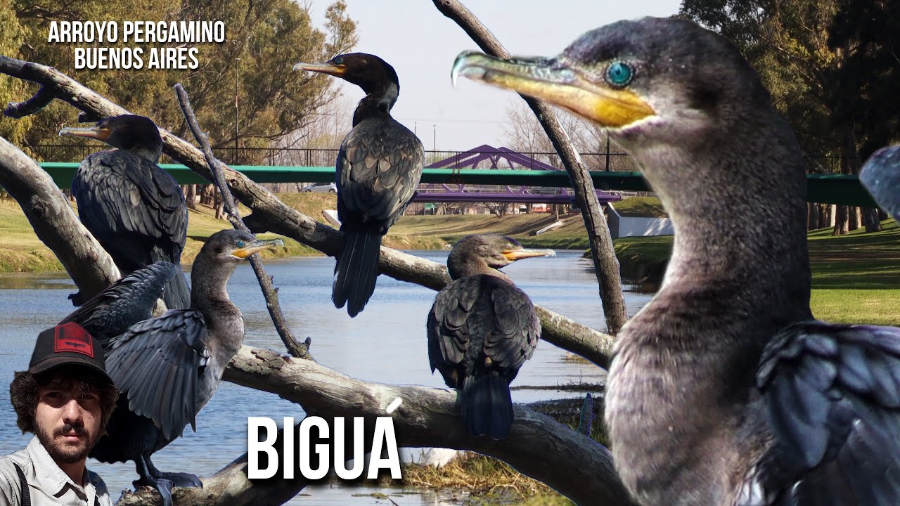 Бигуанский баклан 4K (Nannopterum brasilianus) Зеленый Баклан, Зелёный баклан, Неотропический баклан