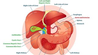 Anatomy of gall bladder