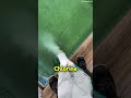 Pool cleaning