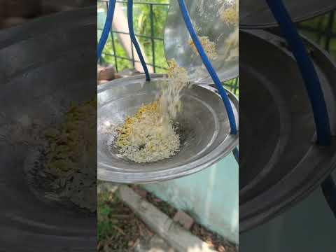 food and water for birds