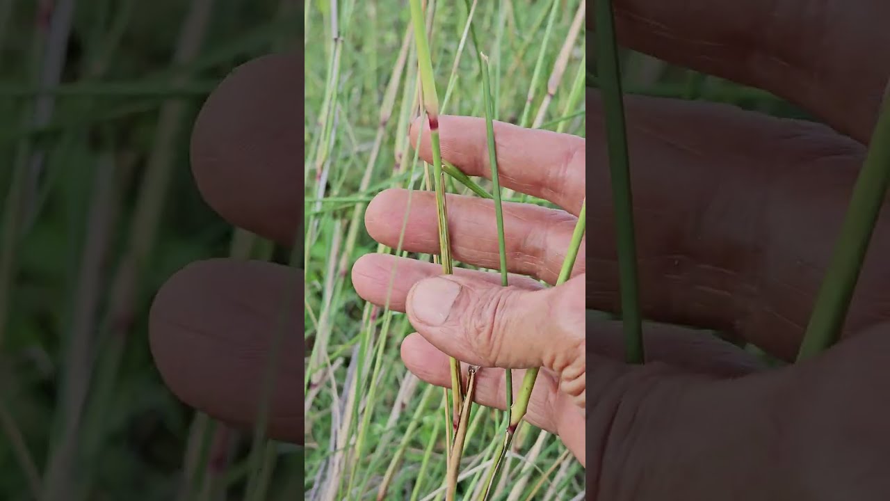 Aristida setacea- meadow 