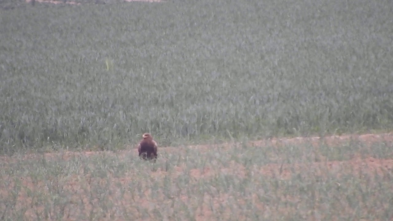 Steppe Eagle 