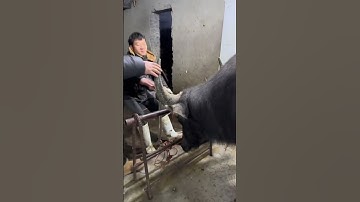 Nghề thịt trâu lương chục triệu #shortsfeed #tinnong