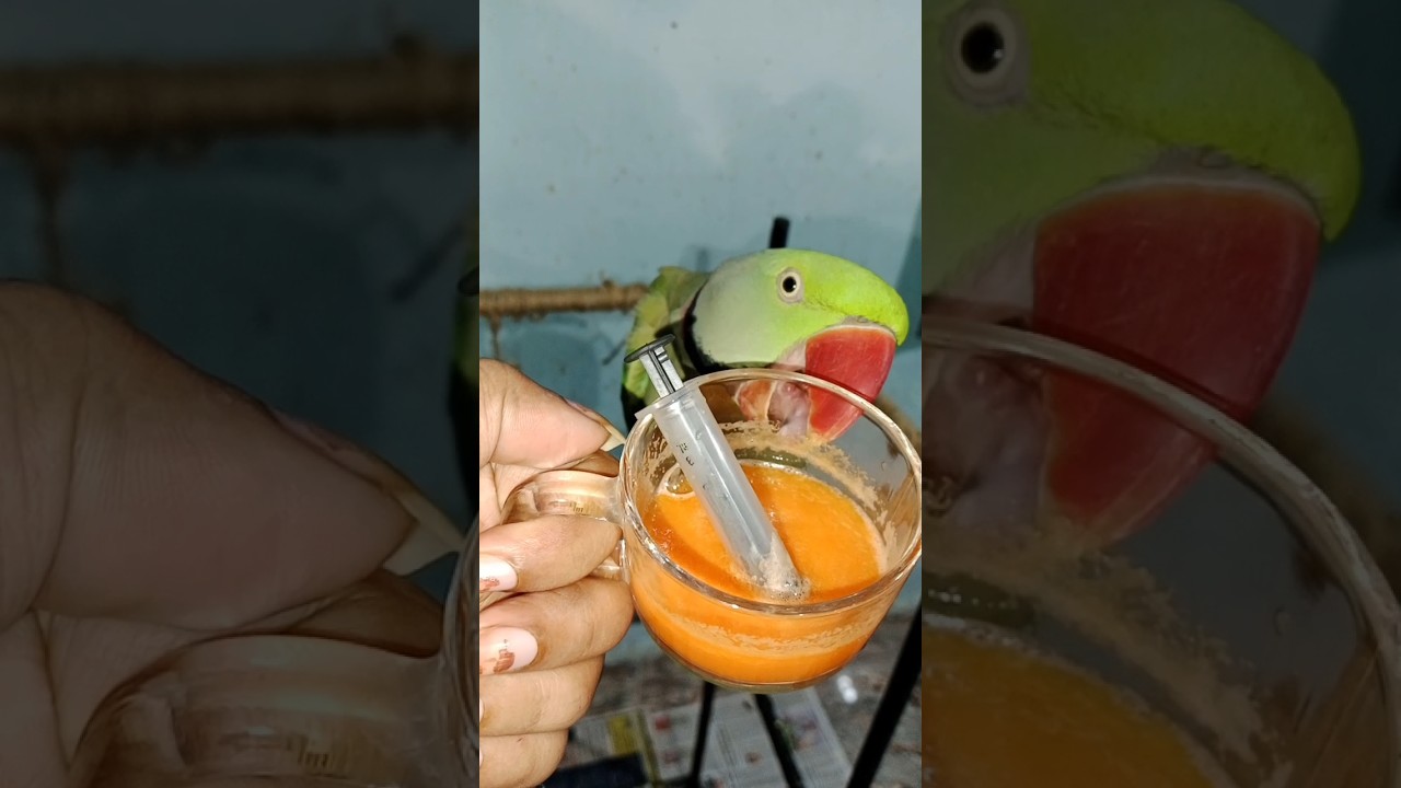 Raw parrots eating carrot puree 🥕🥕 (cute honey love carrot)