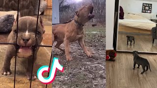 Pitbulls are Badass and Cute  Tiktok Compilation! #3