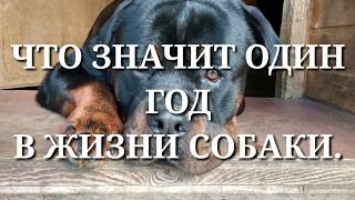 ЧТО ЗНАЧИТ ОДИН ГОД В ЖИЗНИ СОБАКИ.Воспитание и дрессировка собаки ЧТО ЗНАЧИТ ОДИН ГОД В ЖИЗНИ СОБАКИ.Воспитание и дрессировка собаки