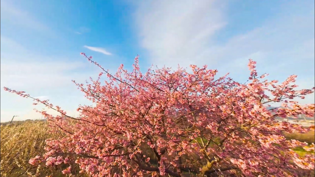早春之梅林 Early Spring Plum Grove