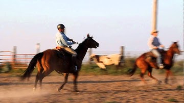 Cattle Sorting- Mark, Brendan and Nicole