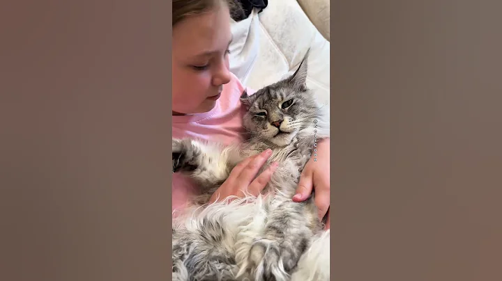 Video 9498671: mains coon cat mainecoon, mainecoon cats cute catlover, mainecoon catlover animals, mainecoon cat cute love