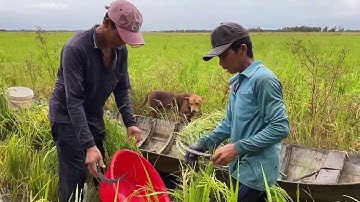Thả Lưới Cá Đồng Đầu Mùa Nước Nổi | Bông Lúa Đồng Tháp