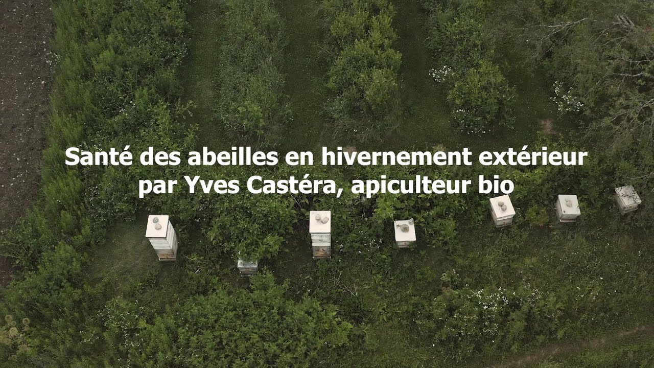 La santé des abeilles en hivernement extérieur