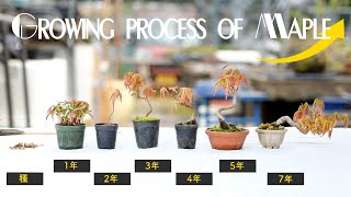 Maple growth process! What is the method of picking buds unique to bean bonsai? [Bonsai Q]