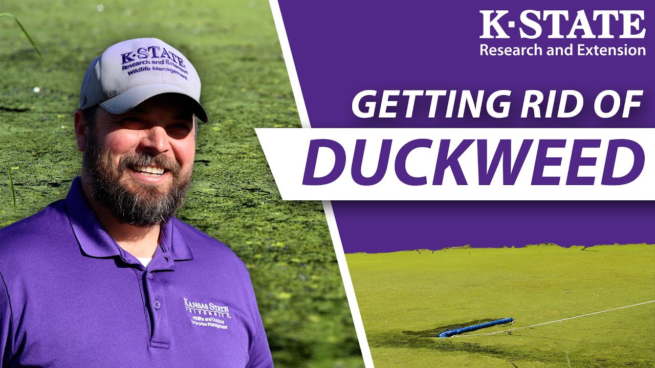 ПРАВИЛЬНЫЙ способ избавиться от ряски (для людей моложе 60 лет) | Краткие руководства KSRE