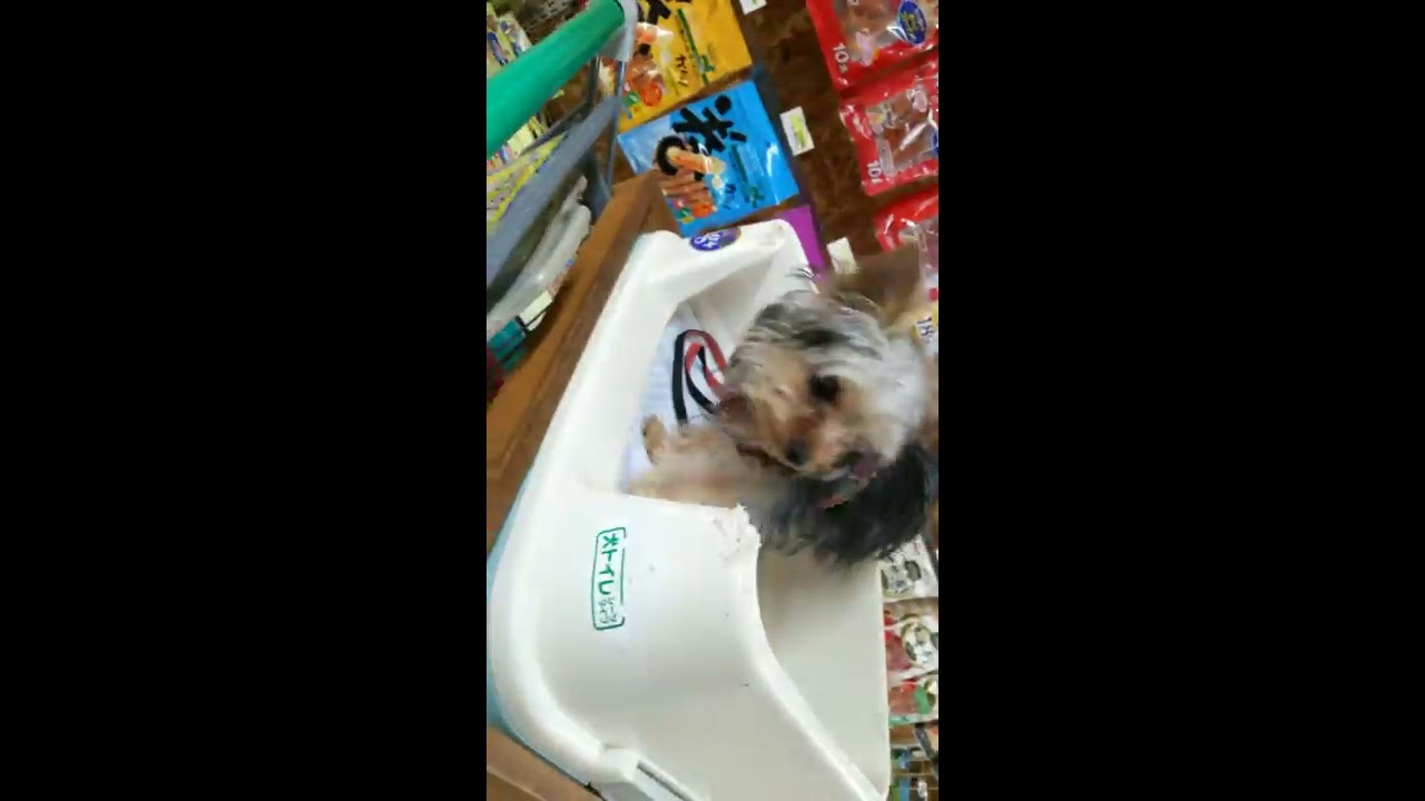 Funny dog videos ママは買い物中Cute little puppy Yorkie Lisa 犬山玉姬