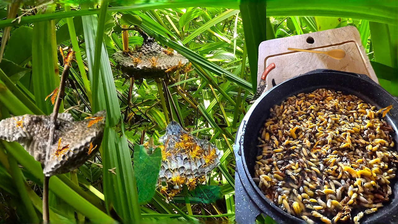 Je Chasse les Nids de Guêpes 974 Cuisine les Larves une Recette de L'ile Maurice 🐝