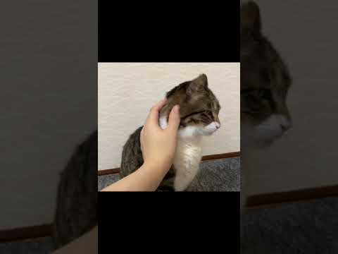 実家猫を久しぶりに触った結果...