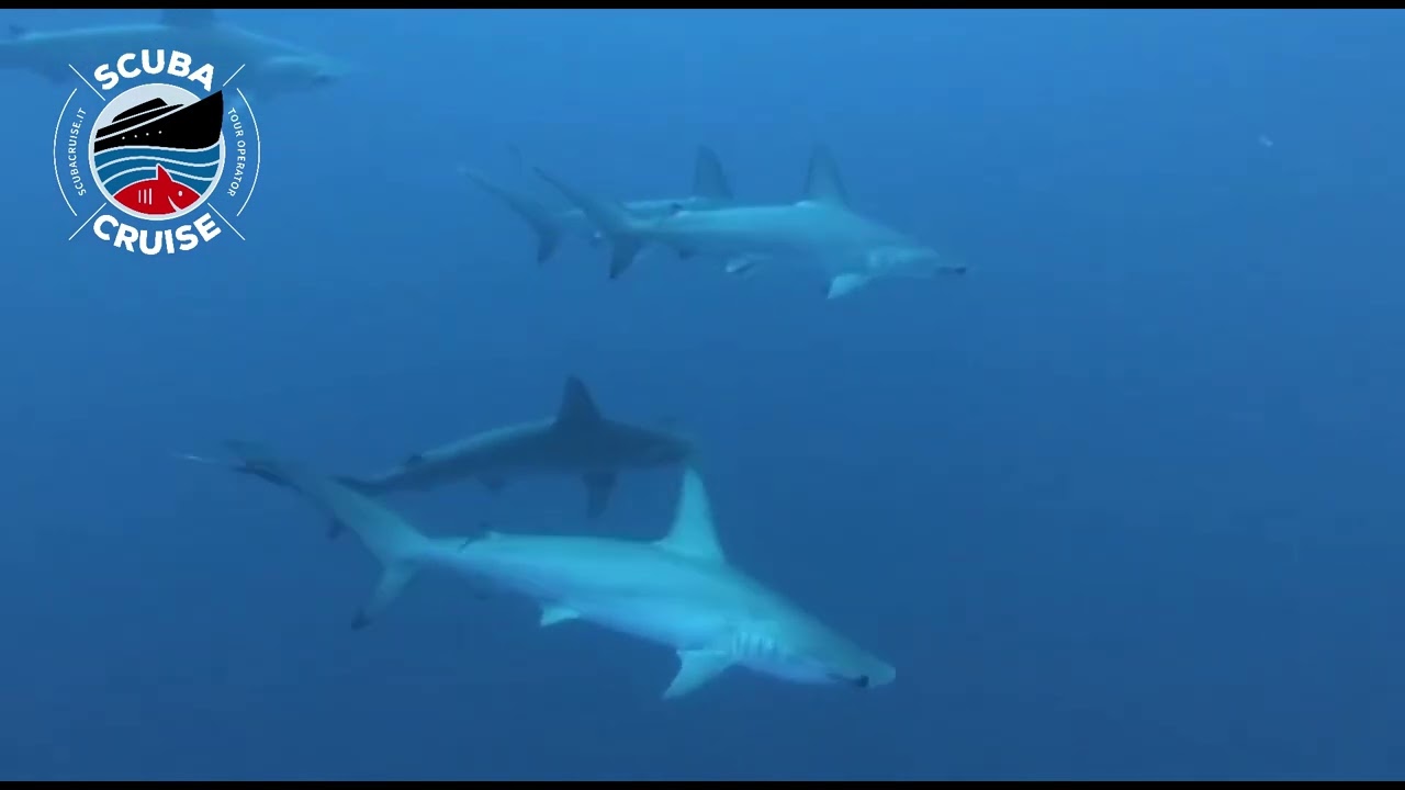 Scuba Cruise - Mar Rosso - Video Marco Rossi Diving